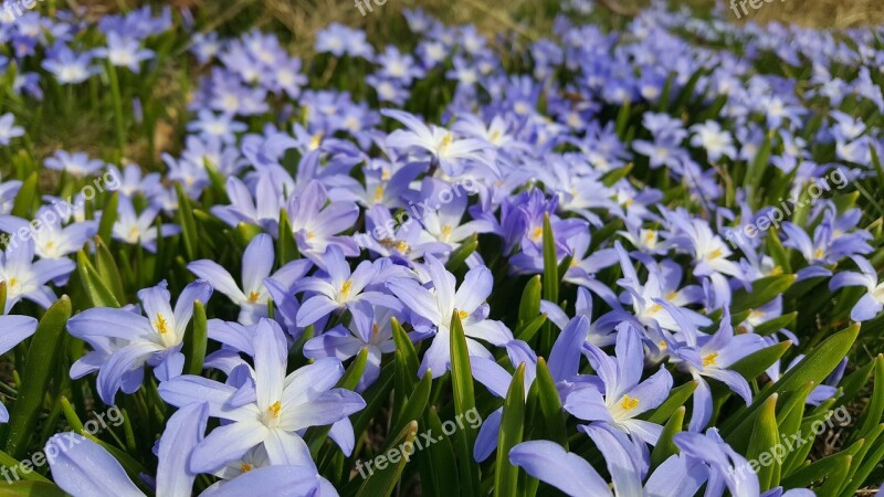 Flower Nature Plant Garden Floral