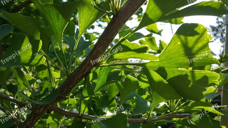 Gingko Leaf Plant Growth Nature