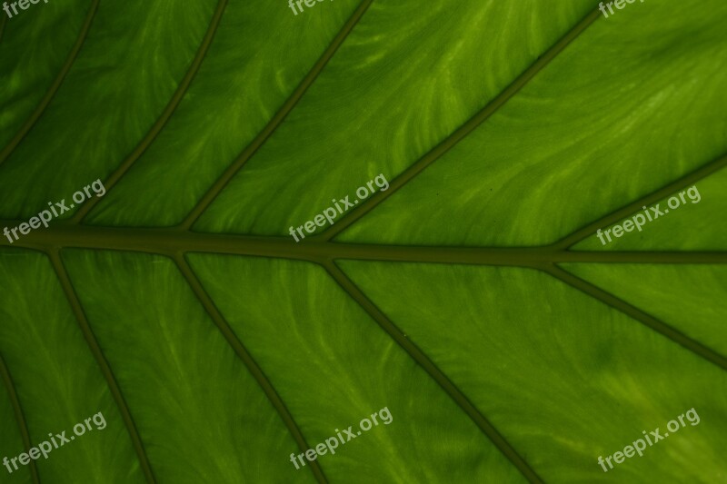 Leaf Plant Growth Vein Environment