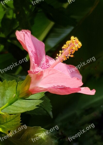 Pink Hibiscus Tropical Hibiscus Flower Nature Flora