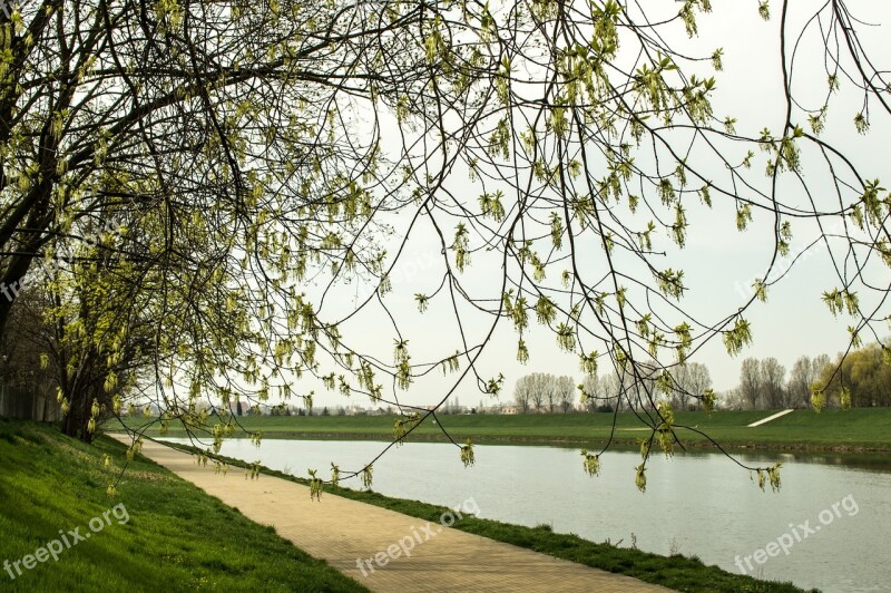 Tree Nature Landscape Monolithic Part Of The Waters Season