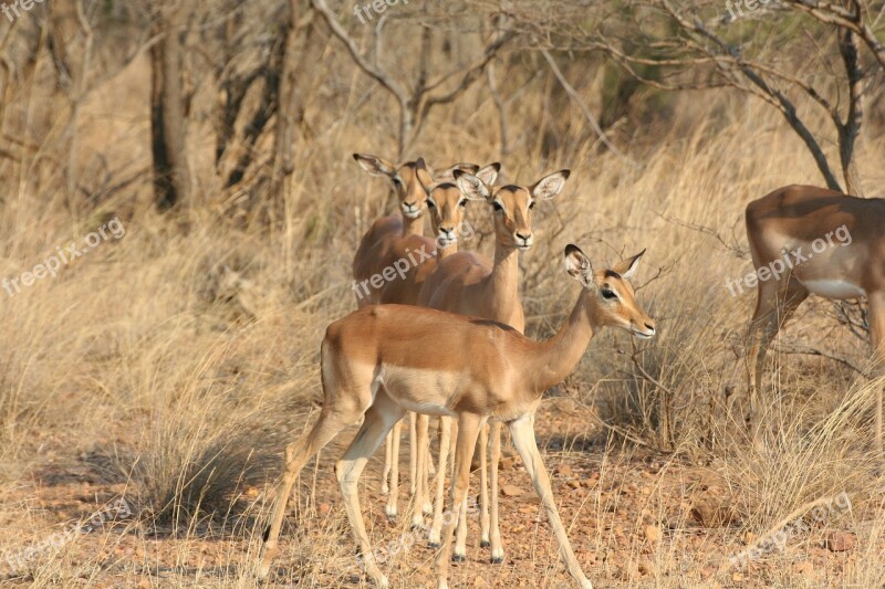 Wildlife Nature Animal Kingdom Antelope Mammals