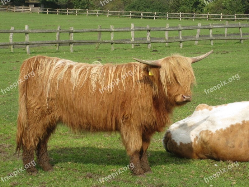 Mammal Cattle Cow Agriculture Farm