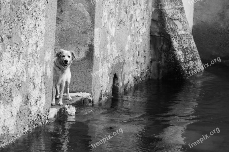 Black And White Photography Waters Dog Animal Water