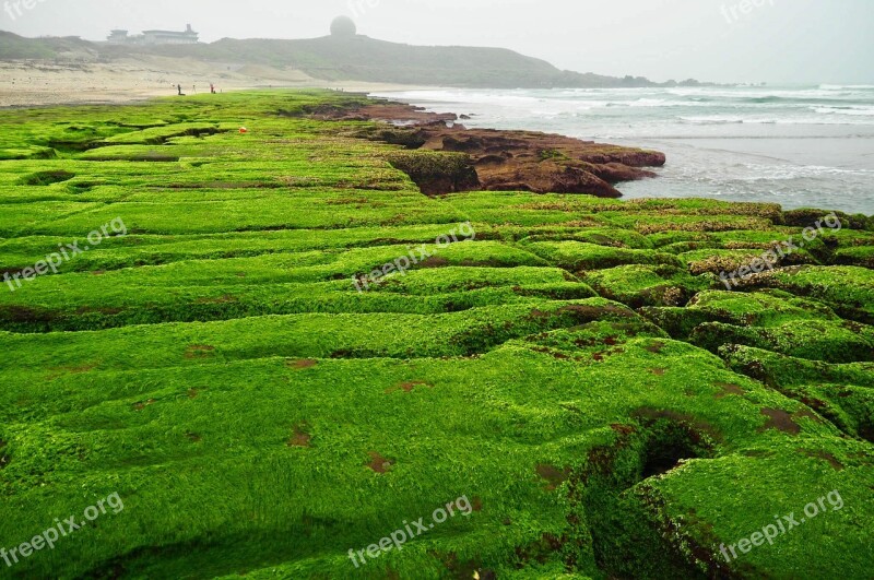 Landscape Nature Field Lawn Plant