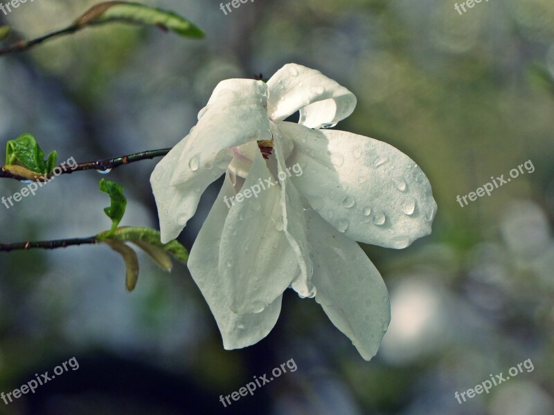 Flower Nature Plant Tree Leaf