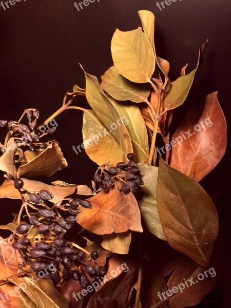 Dried Leaves Autumn Nature Leaves Dry