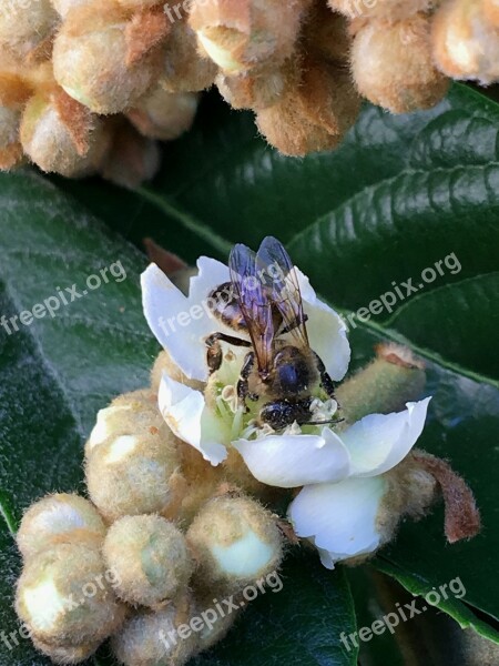 Bee Pollen Libar Flower Insect