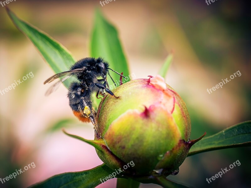 Hummel Macro Close-up Photography Landscape Animal World