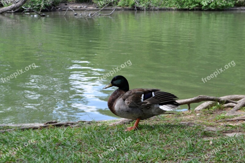 Water Nature Lake Duck Pool