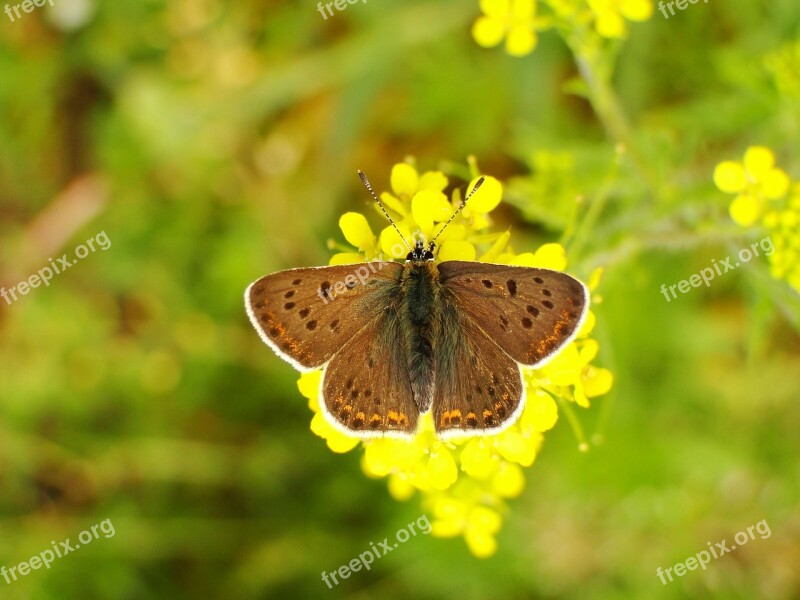 Butterfly Day Nature Insect Summer At The Court Of