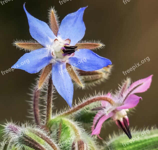 Nature Flower Wild Close-up Plant