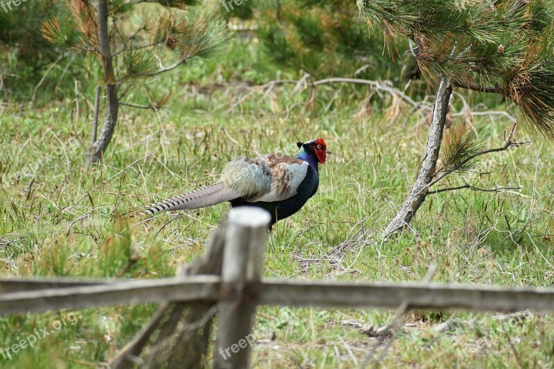 Animal Forest Grass Wood Bird