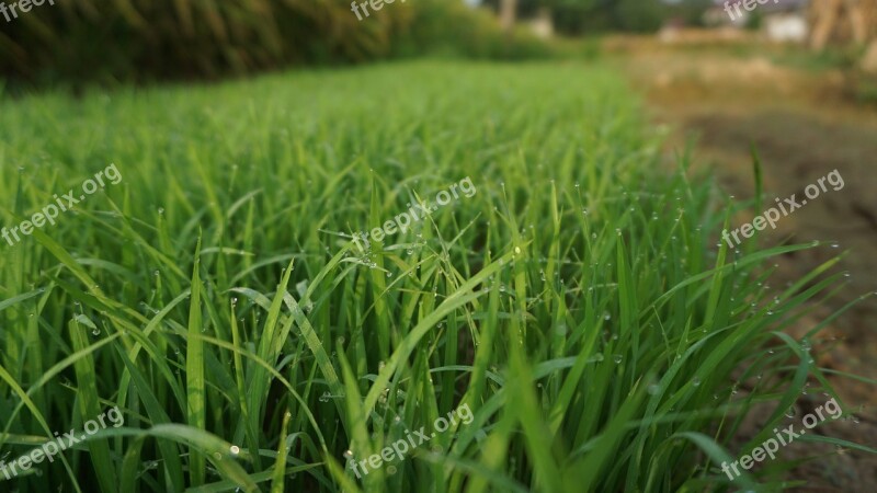 Lawn Field Kinds Of Food Nature Plant