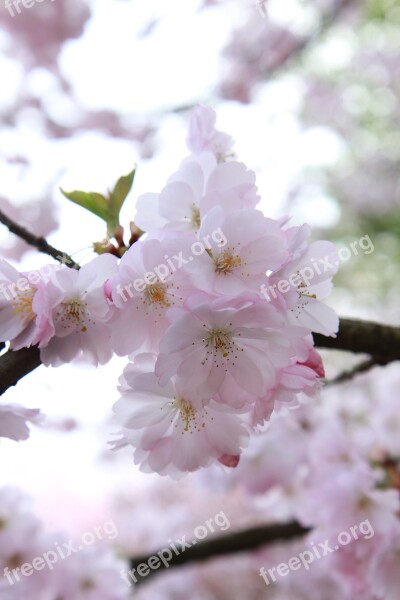 Cherry Wood Flower Branch Tree Free Photos