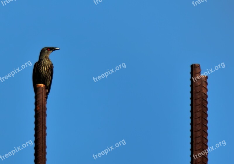 Sky Outdoors Nature Bird Starling