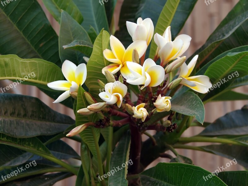 Frangipani Yellow Flower Turbine Tropical Plant