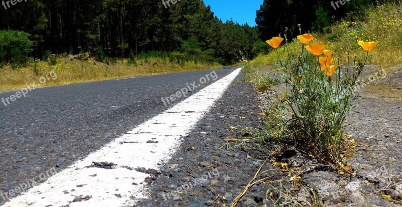 Road Nature Asphalt Instructions Grass