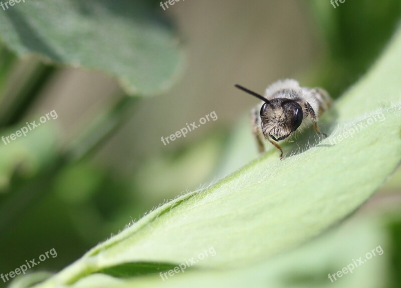 Bee Insecta Wild Leaf Nature