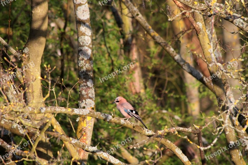 Tree Nature Wood Bird Animal World