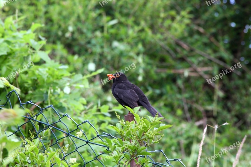 Nature Bird Animal World Animal Wild