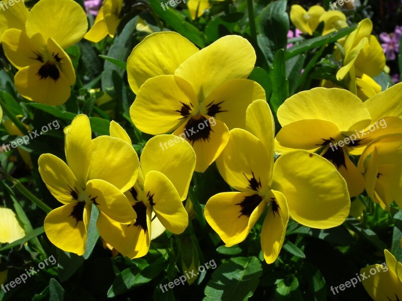 Flower Pansies Yellow Garden Plant