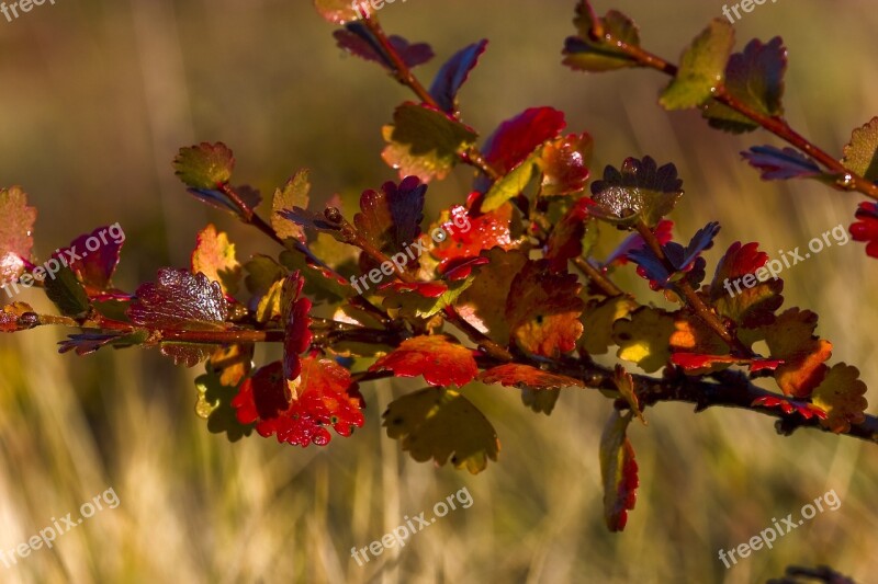 The Nature Of The Leaf Dwarf Birch Autumn Close