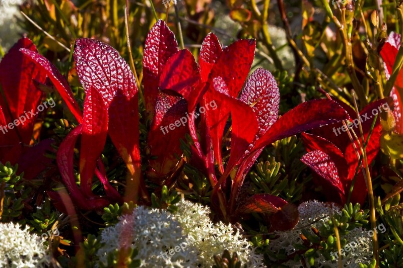 The Nature Of The Flower Autumn Rypebær Free Photos