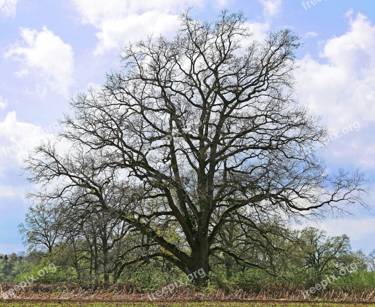 Old Oak Solitaire Wood Landscape Spring