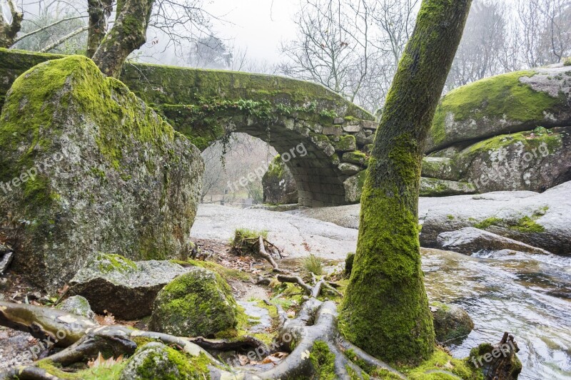 Nature Tree Mosses Landscape Stone