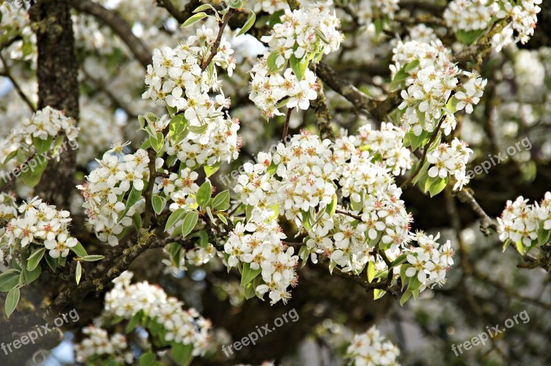 Pear Pear Tree Flower Tree Branch