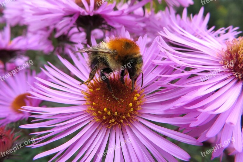 Drone Orange Drone Fields Bombus Pascuorum Bumble Bee Insect