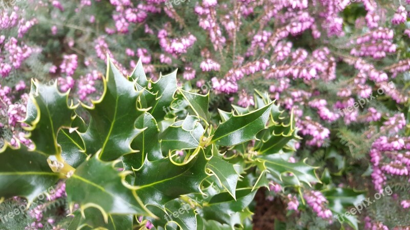 Christmas Thistle Thistle Heide Plant Nature