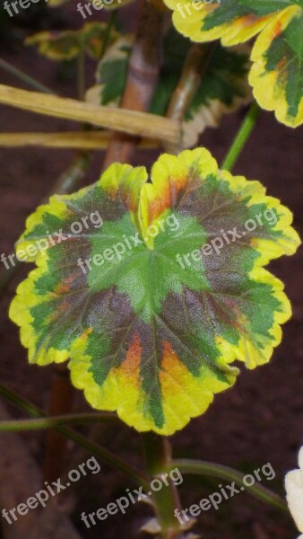 Nature Leaf Plants Plant Garden Color