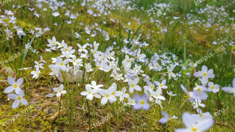 Flower Nature Flora Summer Hayfield