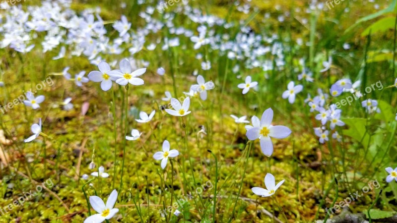 Nature Flower Flora Summer Leaf