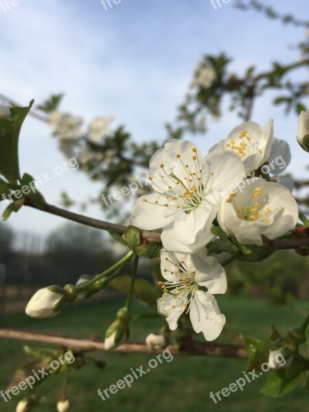 Nature Flower Plant Tree Branch