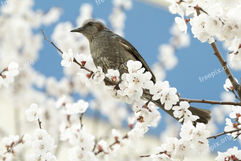 Nature Wood Outdoors Season Cherry Blossoms