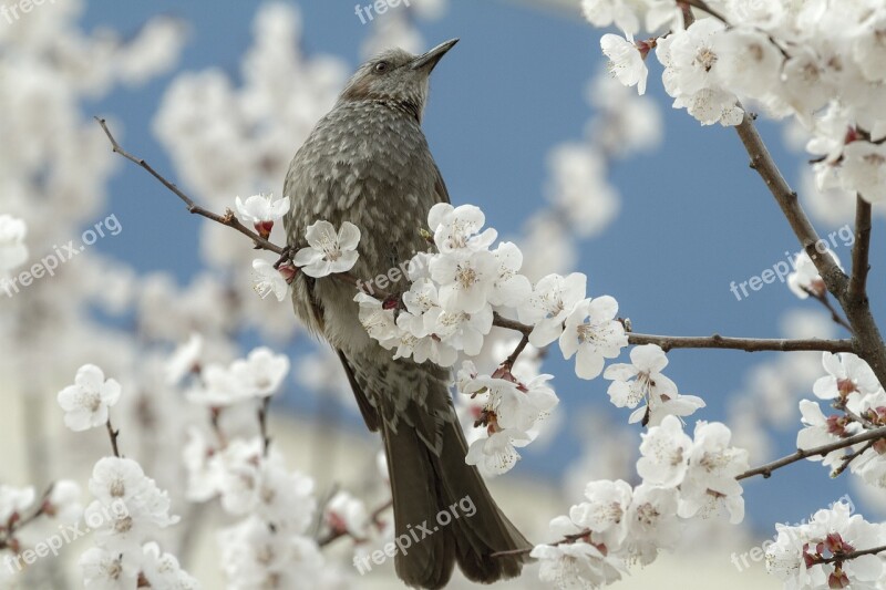 Wood Season Nature Quarter Cherry Tree