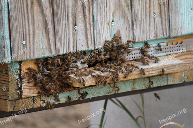 Wood Beehive Woods Bees Stand Free Photos