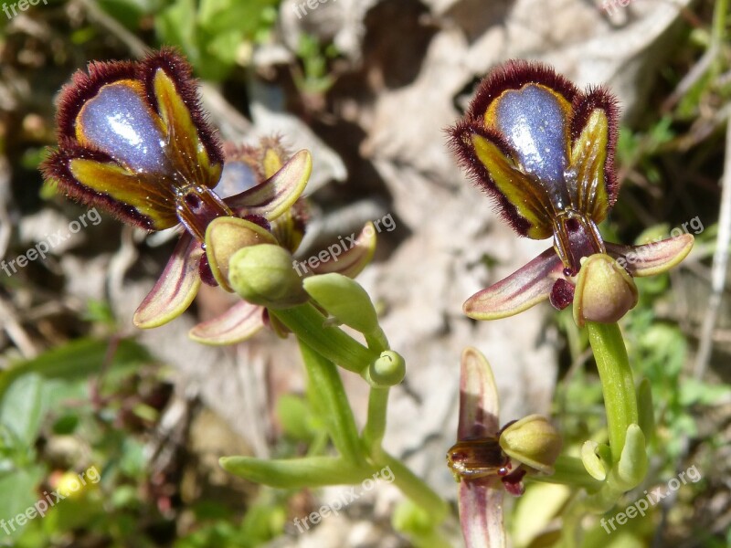 Apiary Abellera Orchid Nature Flower