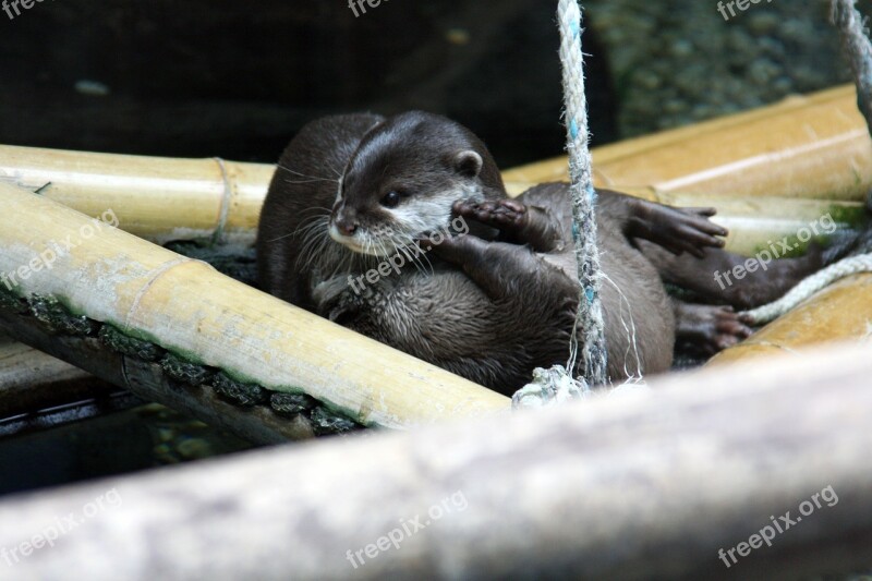 Nature Otter Water Bamboo Animal