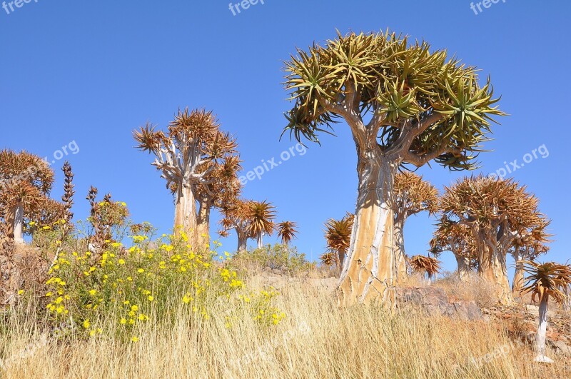 Tree Nature Flora Landscape Sky