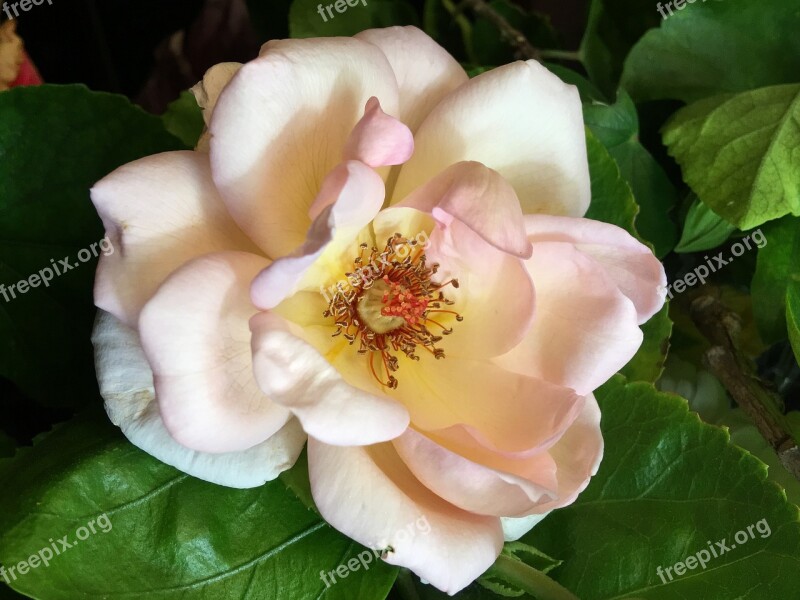 Pink Rose Pistils Flower Stamens Rosa