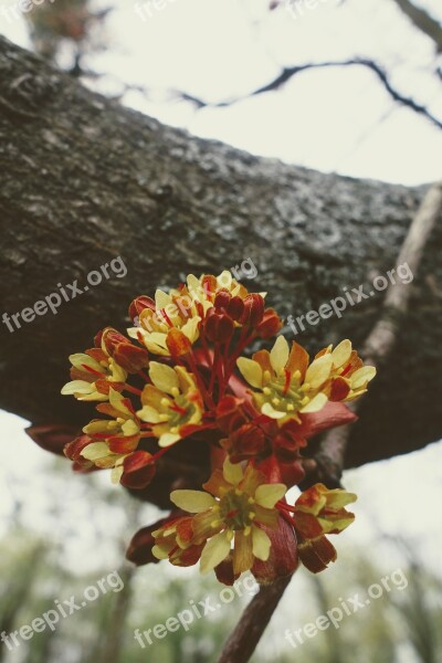 Nature Flower Plant Tree Leaf