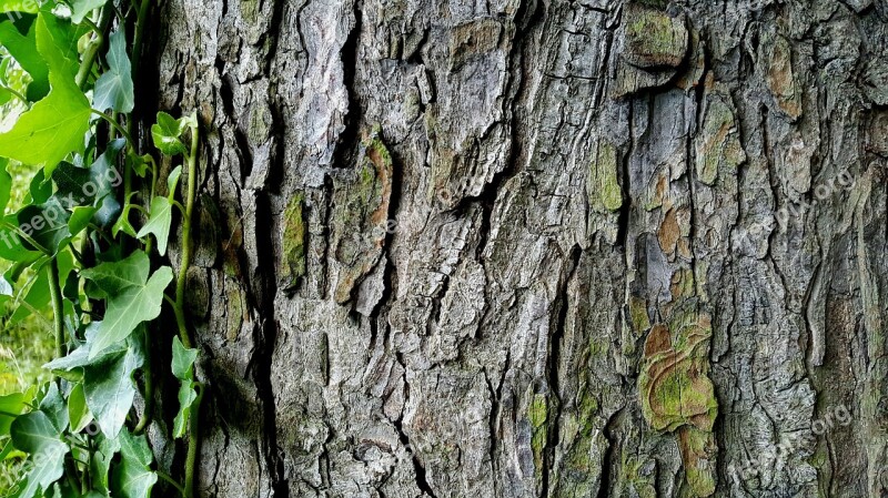 Tree Bark Ivy Nature Background