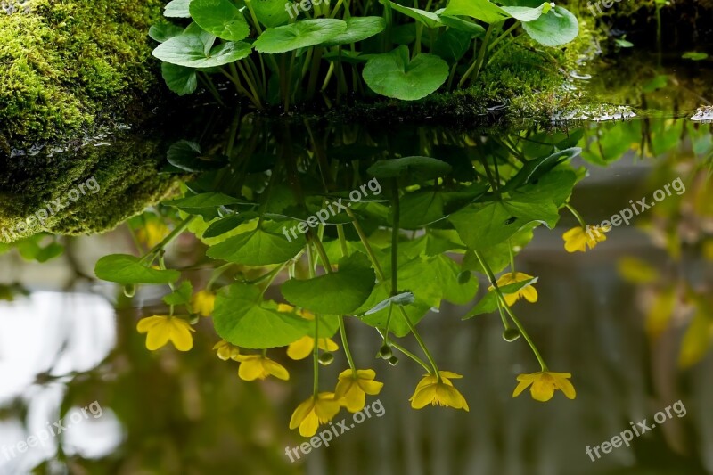 Plant Nature Water Reflection Leaf Flower