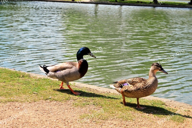 Duck Bird Lake Pool Nature