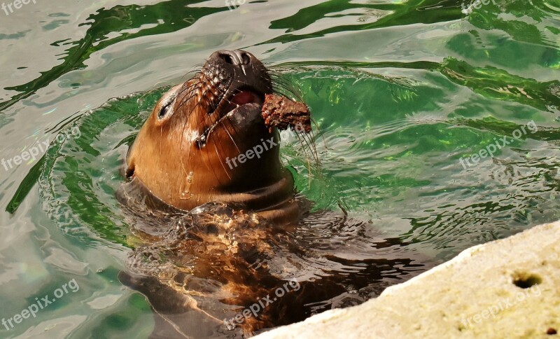 Seal Sea ​​lion Water Robbe Meeresbewohner