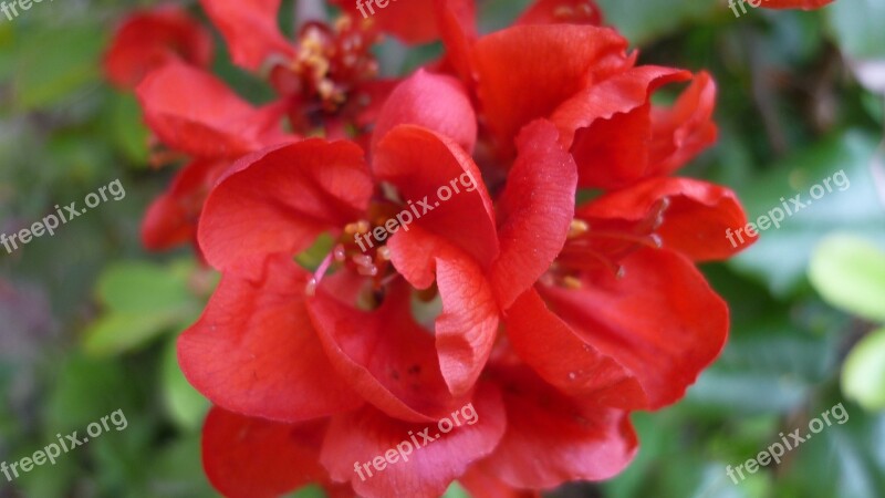 Ornamental Quince Flowering Shrub Red Free Photos